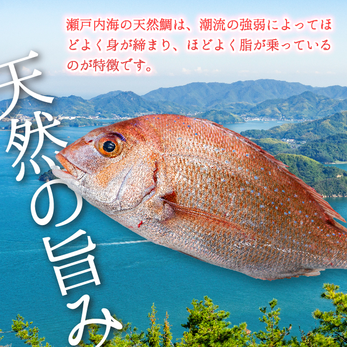 瀬戸内産 天然真鯛 約1.5kg（500g×3匹/鱗・内蔵処理）【12月〜発送】/ 鯛 天然鯛 真鯛 天然 鮮魚 下処理済 瀬戸内 広島県 三原市　154001