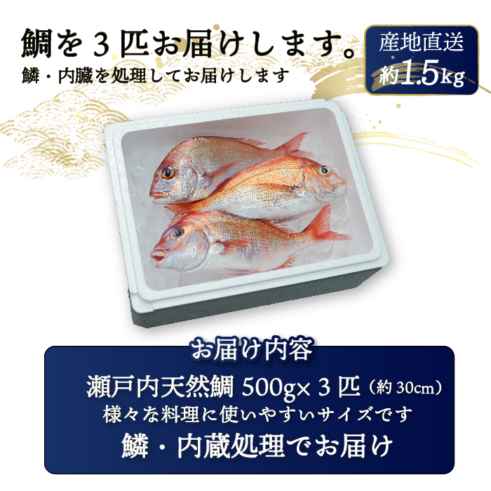 瀬戸内産 天然真鯛 約1.5kg（500g×3匹/鱗・内蔵処理）【12月〜発送】/ 鯛 天然鯛 真鯛 天然 鮮魚 下処理済 瀬戸内 広島県 三原市　154001