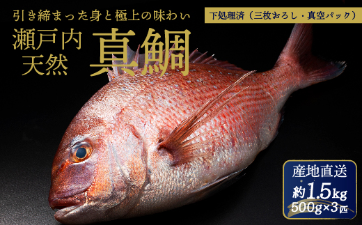 瀬戸内産 天然真鯛 約1.5kg（500g×3匹/）【12月〜発送/調理が楽ちん！三枚おろし・真空パックでお届け！】鯛 天然鯛 真鯛 天然 鮮魚 下処理済 三枚おろし 瀬戸内 広島県 三原市　154002