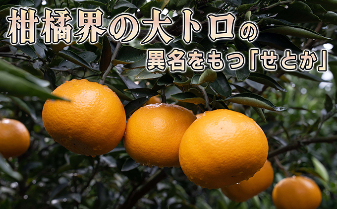 みかん 柑橘 【2024年2月下旬以降発送】果汁たっぷり甘さに満足 せとか ＜5キロ＞