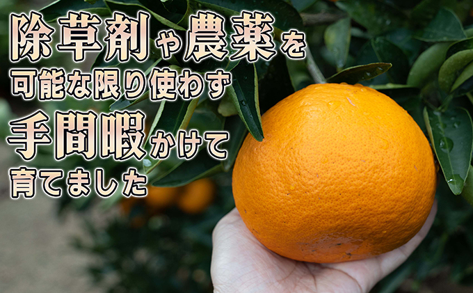 みかん 柑橘 【2024年2月下旬以降発送】果汁たっぷり甘さに満足 せとか ＜3キロ＞