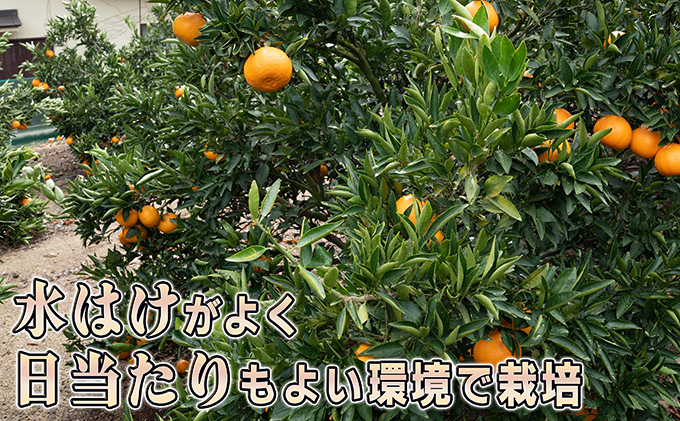 みかん 柑橘 【2024年2月下旬以降発送】果汁たっぷり甘さに満足 せとか ＜5キロ＞