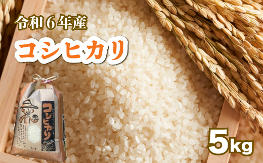 【令和６年産】コシヒカリ 白米5kg お米 米 精米 ごはん ご飯 広島県 三原市 187004