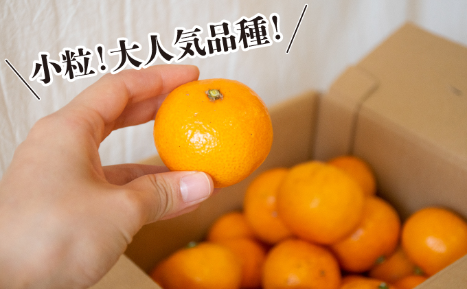 みかん 柑橘 【2023年12月以降発送】糖度が高く濃厚！ 石地みかん ＜約7kg＞