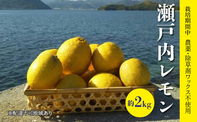 レモン 栽培中 農薬・除草剤不使用 旬のレモン 約2kg ≪ 白須ファーム