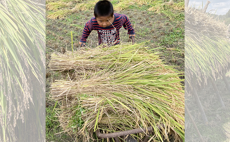 米 ヒノヒカリ 玄米 10kg 栽培期間中 無農薬 無化学肥料 天日干し米 お米 こめ コメ ひのひかり 三原市