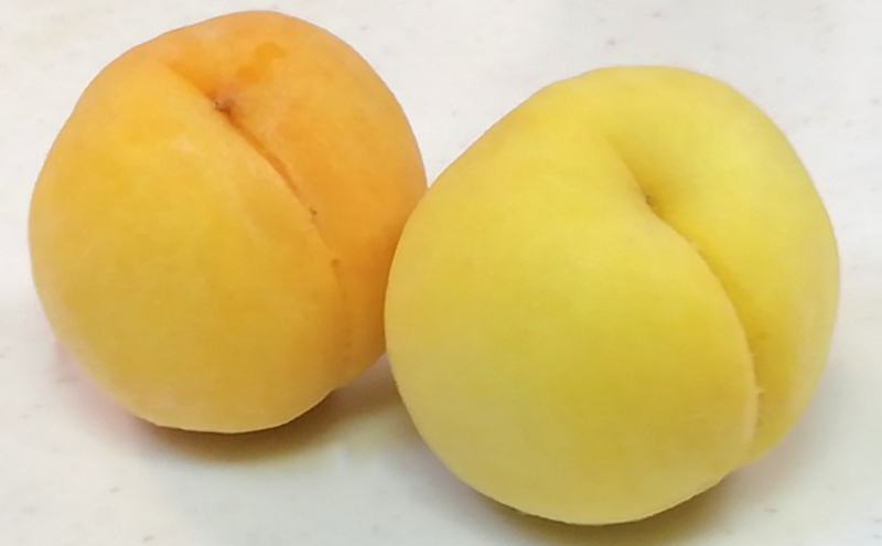 旬しぼり 日本の桃 ストレート ジュース 2種 2本 セット 黄金桃 川中島白桃 白桃 もも 桃 詰合せ ギフト