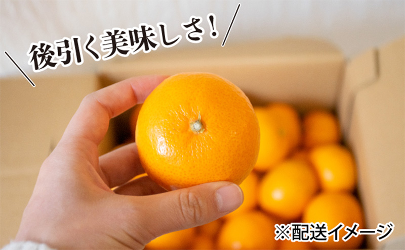 みかん 柑橘 【お徳用】 甘くてジューシー！  小粒 はるみ ＜約5kg＞  果物 フルーツ
