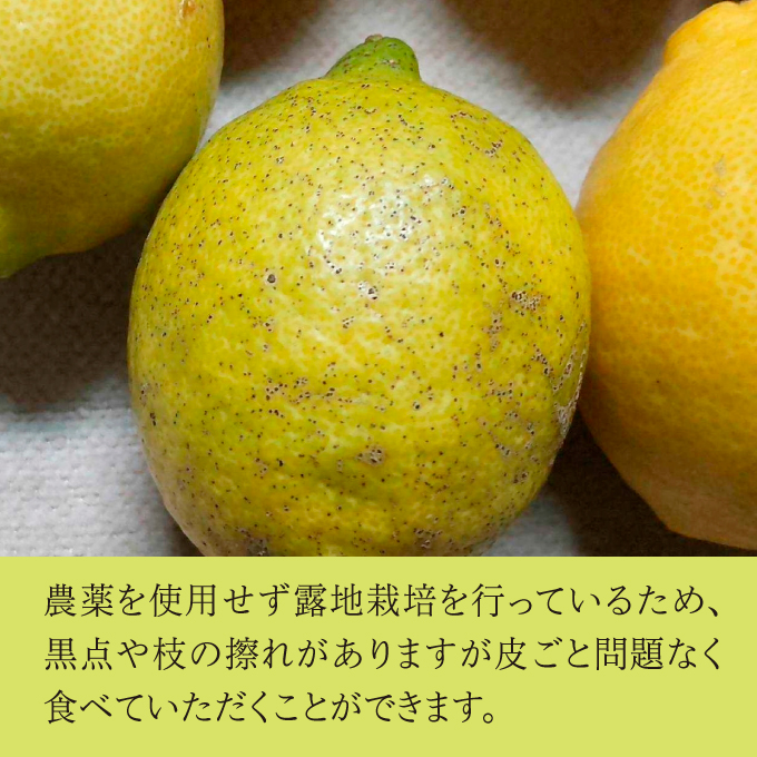 レモン 卵 【先行予約】 【2024年12月以降発送】平飼い有精卵「島たまご」10個＋2個（保障付）、農薬・除草剤を使わず育てた瀬戸内レモン3kg  広島 三原 佐木島 鷺島みかんじま 017036