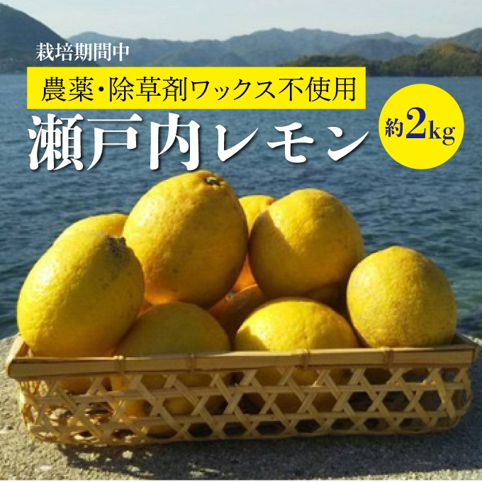 レモン 【先行予約】【2024年11月以降発送】 【栽培期間中 農薬・除草剤不使用】離島 佐木島！旬のレモン 約２kg ≪ 川原ファーム ≫  広島 三原 佐木島 鷺島みかんじま 017037