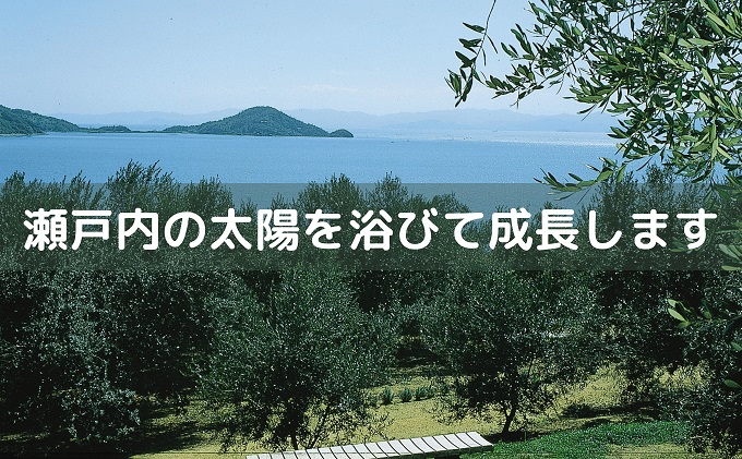 〈オーズファーム〉小豆島 自社農園産 エキストラバージンオリーブオイル（100g）