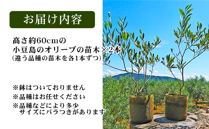 小豆島のオリーブ苗木　2本セット（大）