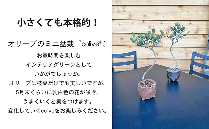 オリーブのミニ盆栽ⅽolive（コリーブ）