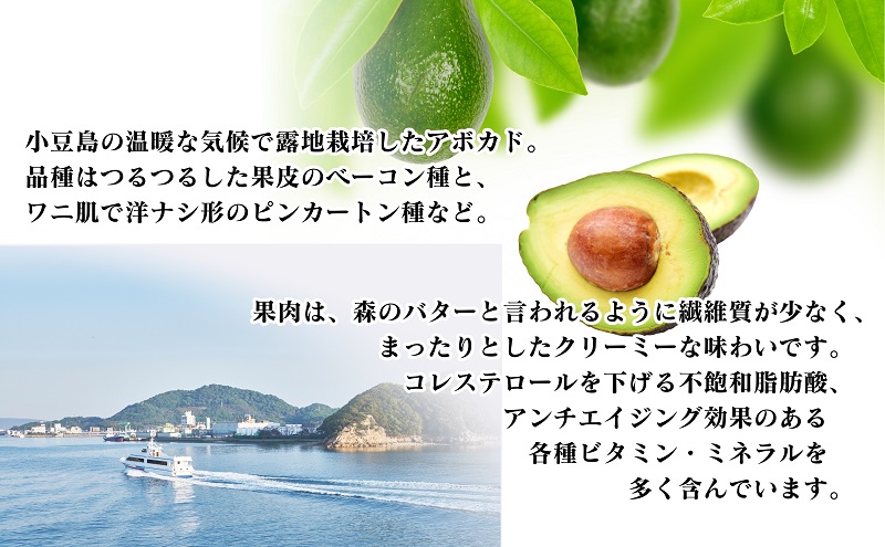 【小豆島産】小豆島で育った小豆島産アボカド 約1kg アボカド アボガド 野菜 グリーン サラダ 食品 ディップ 国産 1kg