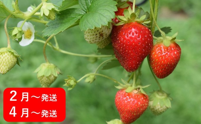 【8回お届け】土庄町 季節の果物