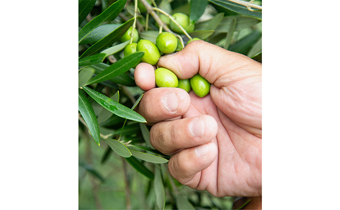 【先行予約】小豆島産 新漬けオリーブ　2袋セット(2024年12月中旬発送)