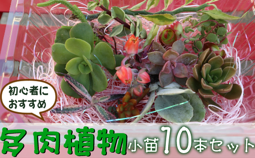 初心者におすすめ 多肉植物の小苗１０本セット １０種類アソート ふるさとパレット 東急グループのふるさと納税