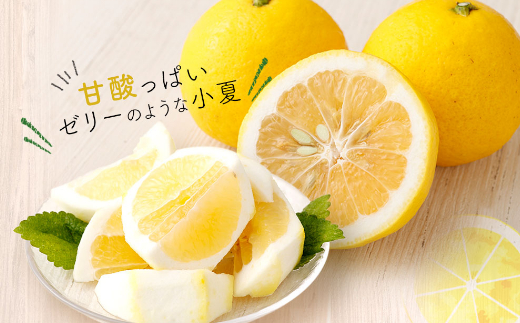 熟成　露地小夏　３ｋｇ 柑橘 フルーツ 果物 送料無料＜ＭＥ００１＞