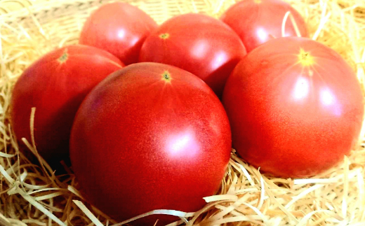 真っ赤に熟れたトマト１．５ｋｇ【農業担い手応援品】