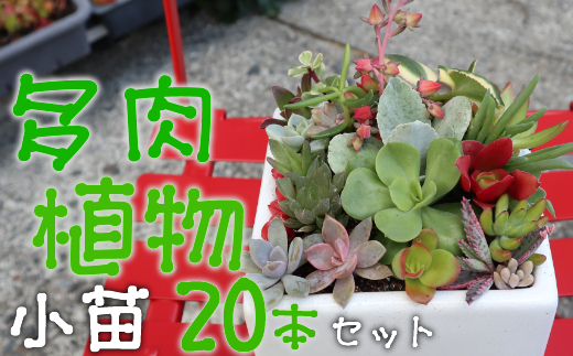 多肉植物の小苗２０本セット ２０種類アソート ふるさとパレット 東急グループのふるさと納税