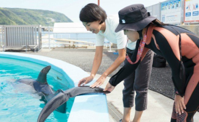 むろとで癒す イルカトレーナー体験 中学生以上 ふるさとパレット 東急グループのふるさと納税