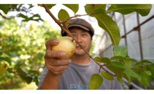 有機グァバ農園の完熟フルーツソースと土佐國グァバ茶セット