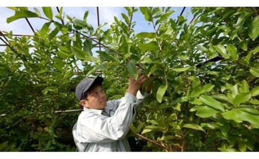 有機グァバ農園の完熟フルーツソースと土佐國グァバ茶セット