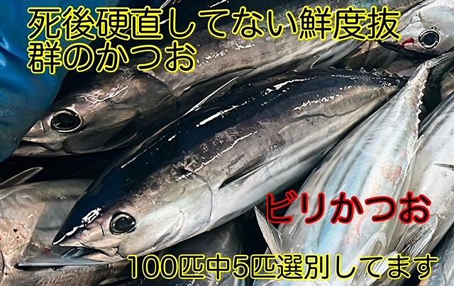 冷凍もちもち食感ビリかつお藁焼きたたき250gｘ4