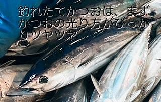 冷凍もちもち食感ビリかつお藁焼きたたき250g