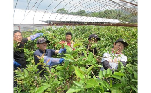 国産有機栽培グァバ葉100％使用 土佐國グァバ茶2g×30包入り 3個セット