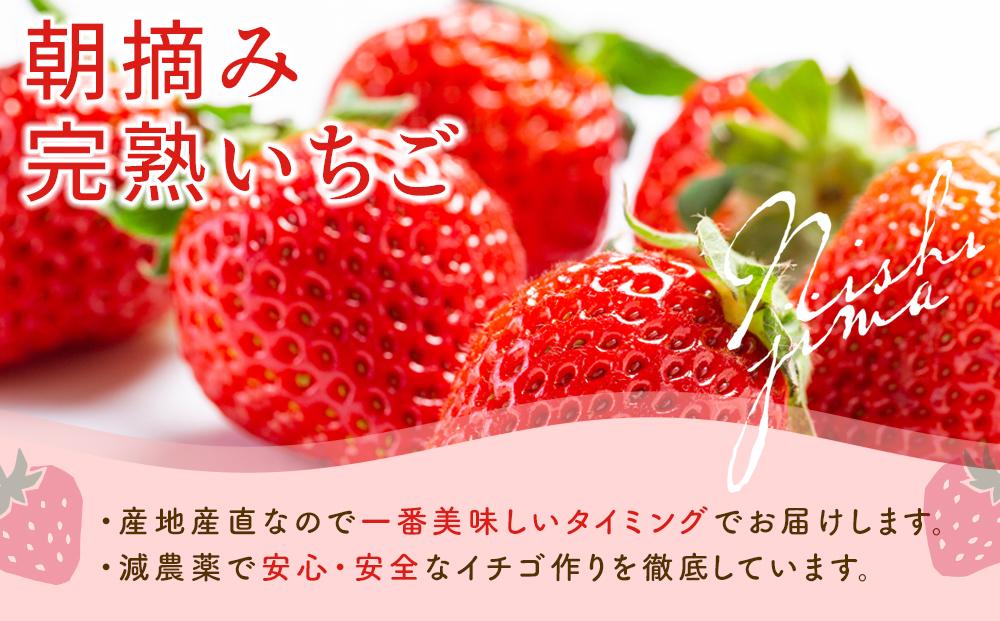 【先行予約】高知県南国市産／メロンといちごセット（2025年2月～発送）