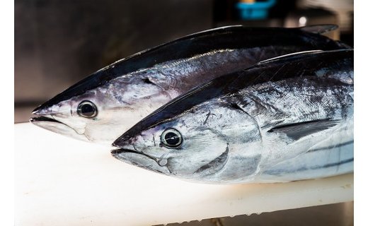 土佐沖一本釣り戻りカツオわら焼き生たたき【二節】