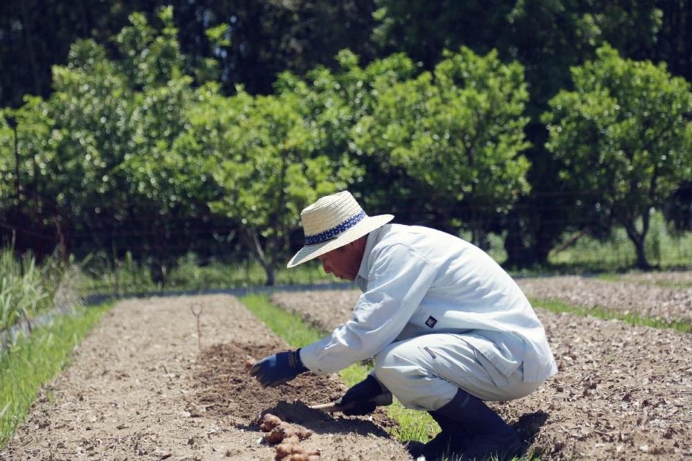 『定期便 全24回』【隔週お届け】朝採れ旬の野菜の詰め合わせ