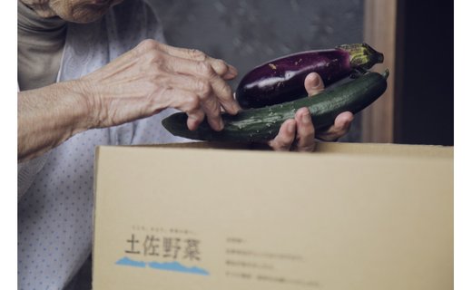 『定期便 全12回』無農薬生姜200gと旬の野菜の詰め合わせ【土佐野菜】