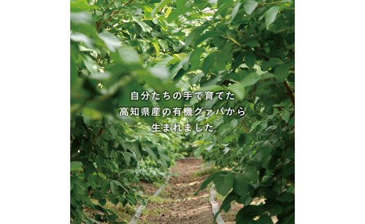 国産有機栽培グァバ葉100％使用 土佐國グァバ茶2g×30包入り 3個セット