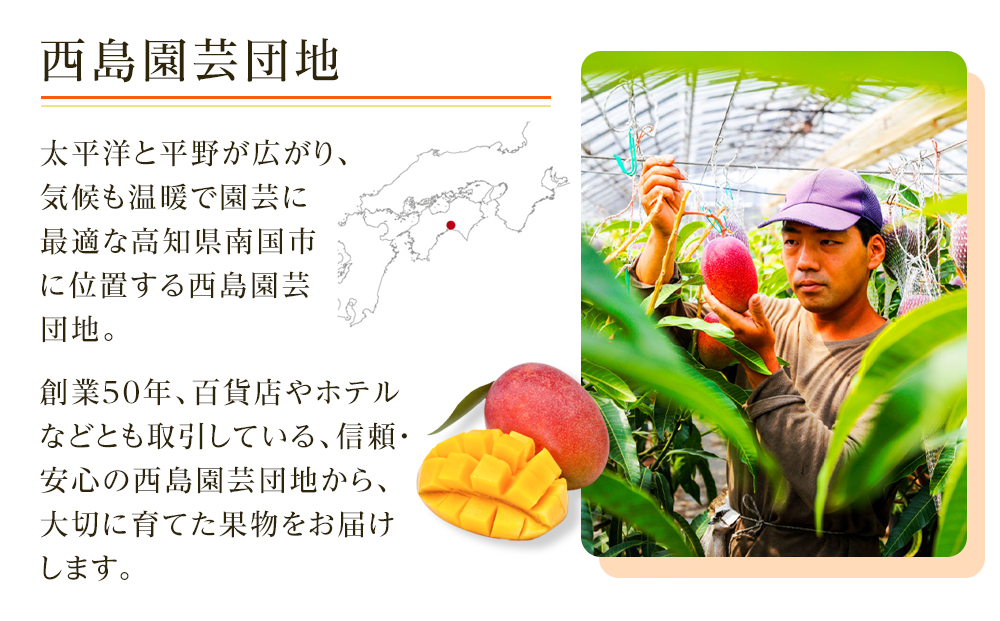 【先行予約】高知県南国市産／ご家庭用アップルマンゴー（2024年6月〜発送）