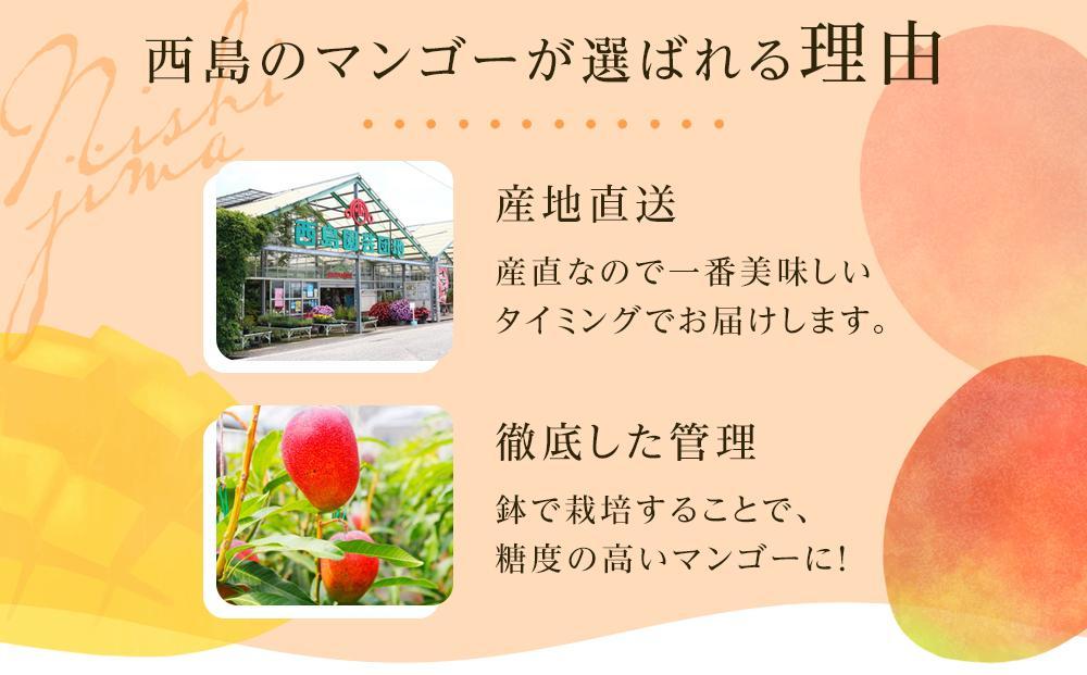 【先行予約】高知県南国市産／完熟アップルマンゴー(2個〜3個）（2024年6月〜発送）