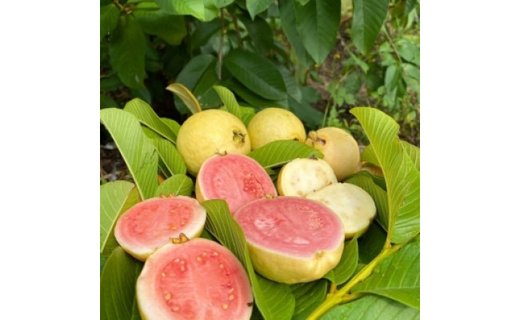 【2個】有機グァバ農園の完熟フルーツソース　Guava＆Lemon(グァバ＆レモン)
