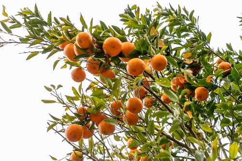 【訳あり】ぽんかん10kg（オレンジ園）デコポンの親 みかん 柑橘 フルーツ 先行予約【R00398】