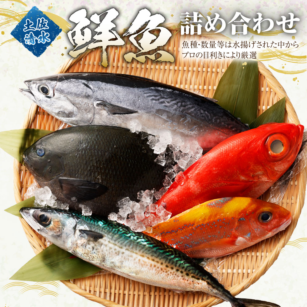 6回定期便】季節の鮮魚 おまかせお楽しみセット（翡翠コース）天然魚