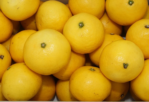 井村農園の小夏（10kg）日向夏 みかん 柑橘 フルーツ こなつ ﾆｭｰｻﾏｰｵﾚﾝｼﾞ 先行予約【R00548】