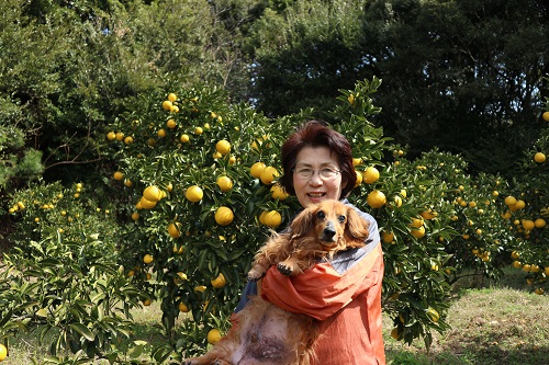 井村農園の小夏５kg（日向夏 みかん 柑橘 フルーツ こなつ ﾆｭｰｻﾏｰｵﾚﾝｼﾞ）【AF-39】