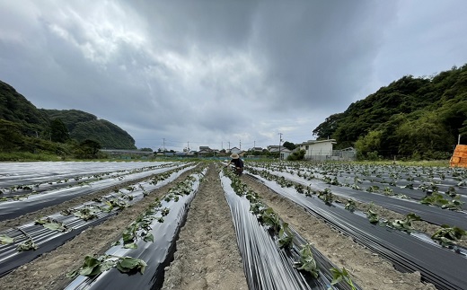 先行予約 12月上旬～ サツマイモ（シルクスイート）５kg　栽培期間中 農薬化学肥料不使用（洗い）【R00162】