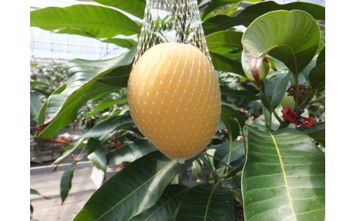 完熟金蜜マンゴー１kg（２個～４個入り）きんみつ種・南国フルーツ【AD-1】