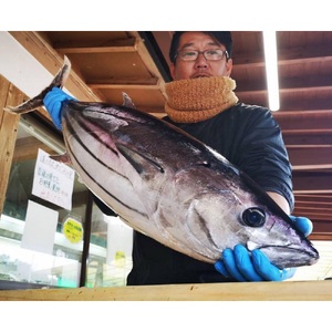 至高の藁焼きカツオのたたき(１節 300g～400g) 特製タレ 専用塩 ちびからりん 薬味付 5点セット（中サイズ）冷蔵 生 鰹 刺身 お刺身 高知 海産 鰹のタタキ カツオたたき 高知 名物 タタキ【R01140】