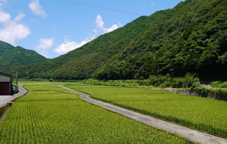 令和6年産 新米 あしずり黒潮米20kg（5kg×4袋）10キログラム 【コシヒカリ】 こしひかり 精米 白米 ブランド米 銘柄米 お米 おコメ 米 こめ ご飯 ごはん おにぎり 高知【R01308】