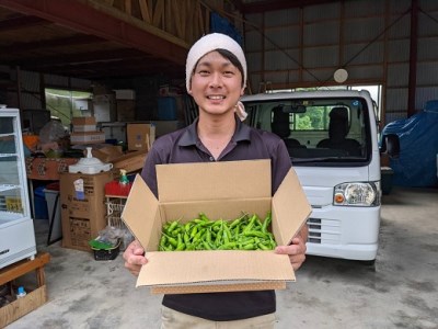 訳あり土佐のししとう１kg（サイズ混合）野菜炒め 天ぷら 夏野菜 【R01329】