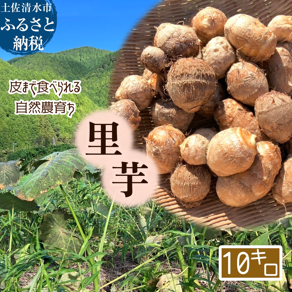 とびきり美味しい！ 自然農育ち 里芋 10kg 軽洗 皮まで食べられる 軽洗い さといも サトイモ 里いも 皮つき 無農薬野菜 野菜 芋煮 煮物 コロッケ 具材【R01346】