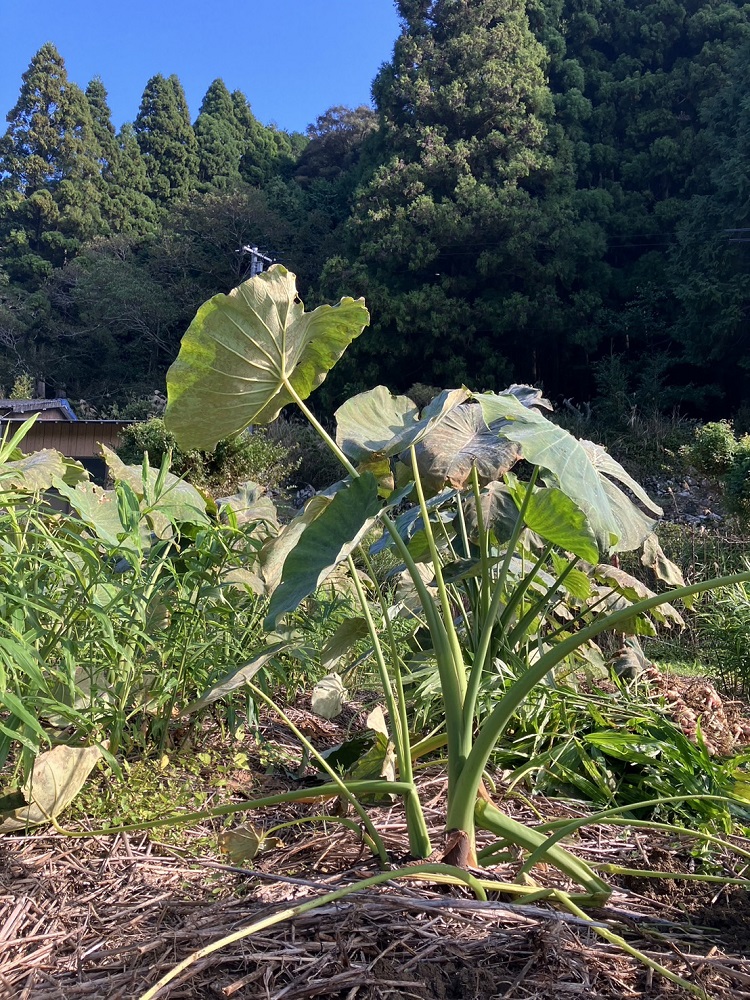 とびきり美味しい！ 自然農育ち 里芋 10kg 軽洗 皮まで食べられる 軽洗い さといも サトイモ 里いも 皮つき 無農薬野菜 野菜 芋煮 煮物 コロッケ 具材【R01346】