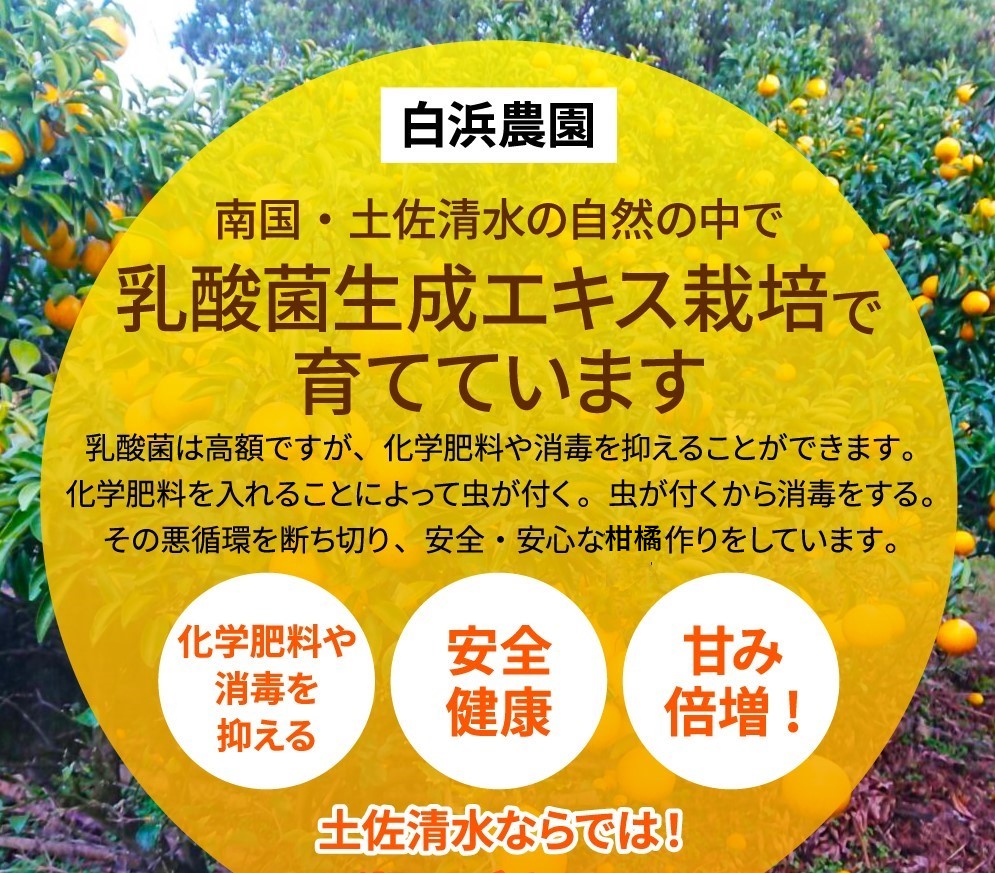 【先行予約】＜訳あり＞ぽんかん  3.5kg 高糖度 みかん 柑橘 甘い ジューシー 完熟 フルーツ 果物 ビタミンC 旬 M～2Lサイズ 減農薬 乳酸菌生成液 産直 季節限定 家庭用【R00890】